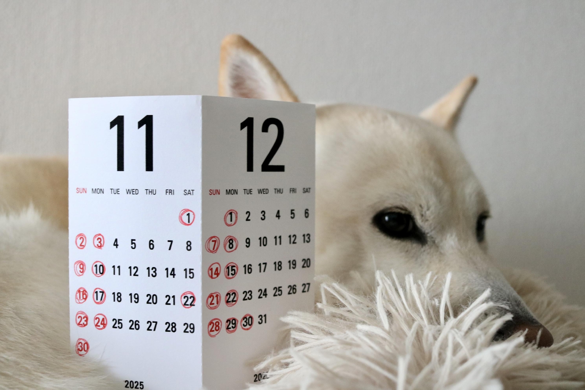 11、12月の営業ご案内