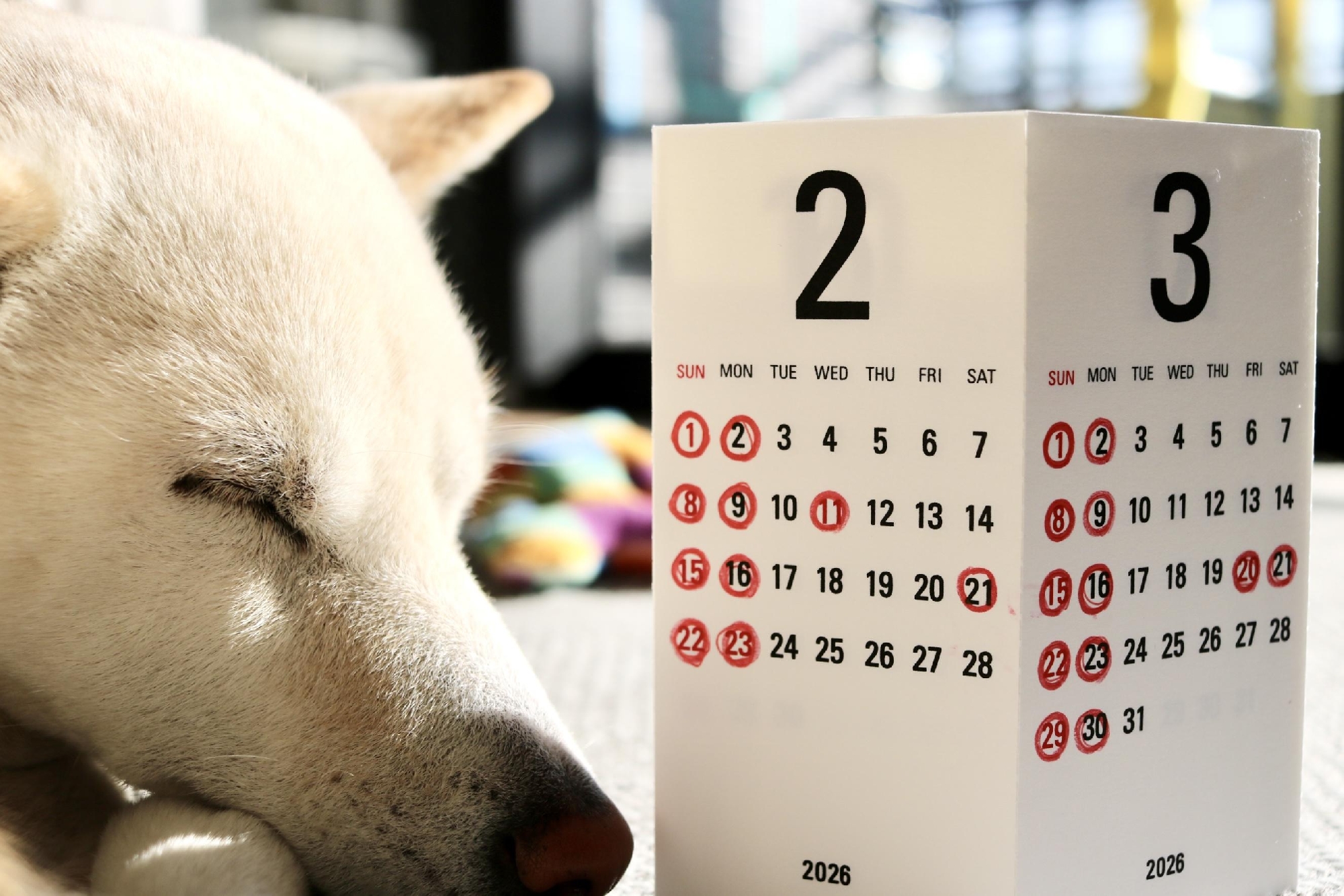 2月、3月の営業日お知らせ